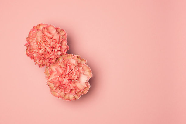 Сarnation in the shape of the number 8 on a pink background. International Women's Day.图片下载