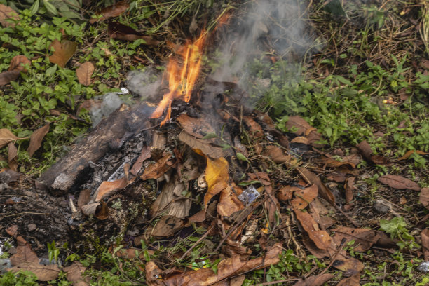 森林里熊熊燃烧的火。烧焦的树叶和树枝。图片下载