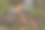 森林里熊熊燃烧的火。烧焦的树叶和树枝。图片下载