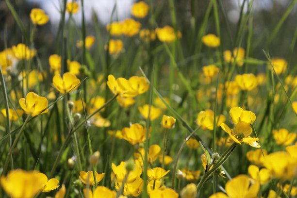 美丽黄花图片下载