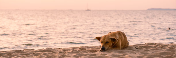 一只流浪狗在日落时分的泰国芭提雅海滩上图片下载