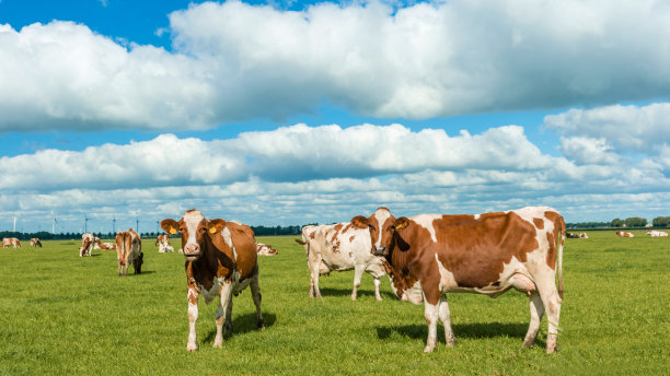 荷兰一群奶牛在阳光明媚的春天天气在荷兰图片下载