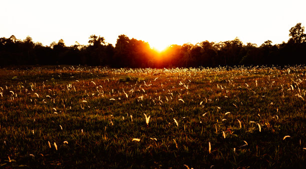 低调的场景明亮的花草与明亮的金色光的背景。图片下载
