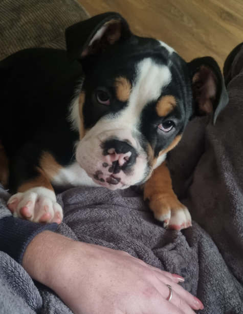 爱的斗牛犬图片下载