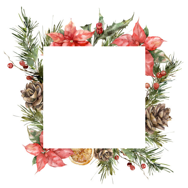 水彩圣诞框架的一品红，云杉树枝，锥体和柠檬。手绘的节日贺卡上的花朵和植物孤立的白色背景。插图设计，印刷，背景。图片下载