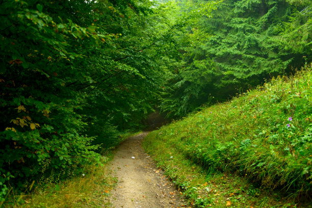 在落叶山毛榉雾气弥漫的森林中，神话般的神秘小径。位于欧洲罗马尼亚喀尔巴阡山脉。异域风情的景象。充满活力的照片壁纸。发现地球的美丽图片下载
