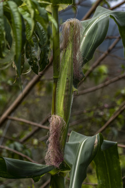 特写的玉米生长在玉米田在农村图片下载