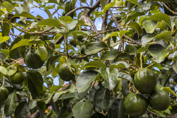 巴西阳光灿烂的日子里的一棵鳄梨树图片下载