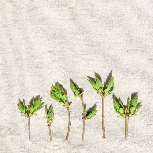 春天的绿叶在米色桌布上简约的风格。天然丁香树枝配幼嫩的春叶，唯美照片特写，自然静物，平铺，俯视图图案图片下载