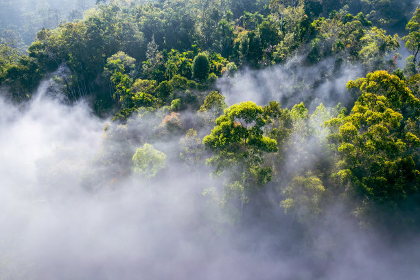 斯里兰卡的热带雨林。鸟瞰图。多雾的热带景观。从上面看茶园。图片下载