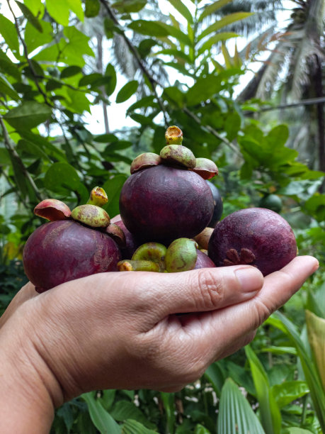山竹果在农民手里拿着热带水果图片下载