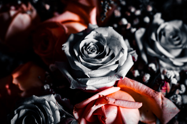 鲜花与玫瑰图片下载