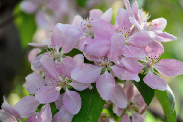 粉红色的樱花孤立在花影中，宏图片下载