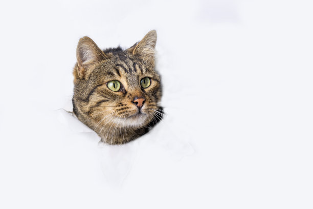 可爱的虎斑猫动物爬出爪子的纸洞框架隔离在白色的背景。斑猫宠物饶有兴趣地向洞外偷看。创造性的最小概念。图片下载