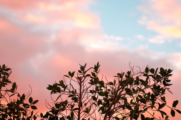 鲜花与玫瑰图片下载