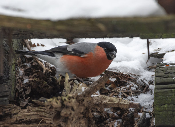 冬天在树枝上的红腹灰雀图片下载