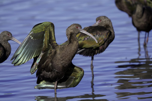白面朱鹭亮闪闪的羽毛图片下载