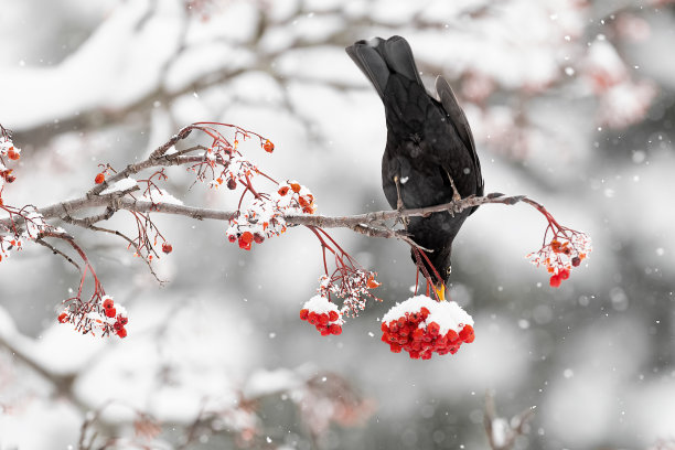 雪花下的画眉(Turdus merula)图片下载