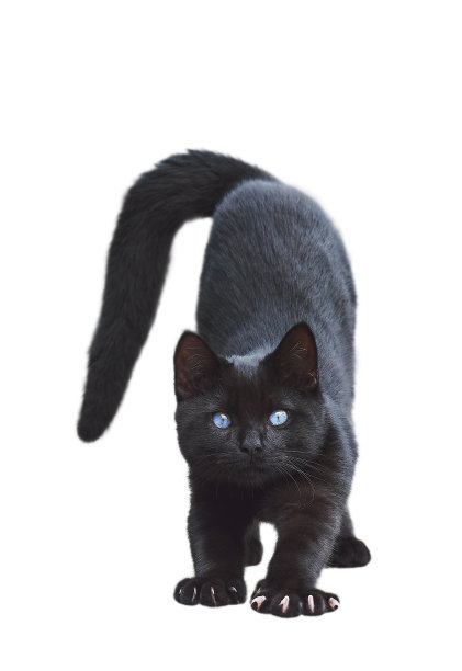 短毛黑猫，蓝眼睛伸展孤立的白色前视图图片下载