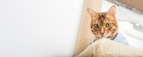 一只穿着衣服的孟加拉猫躺在抓挠桩上。图片下载