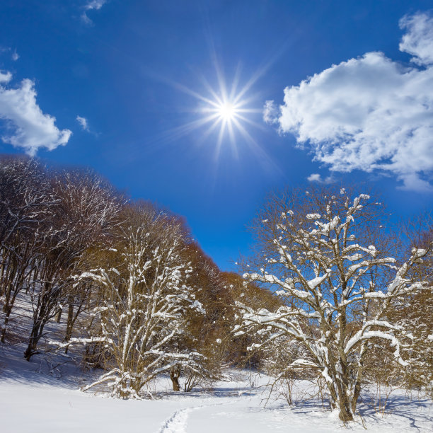 阳光下的雪冬森林，美丽的季节性自然背景图片下载
