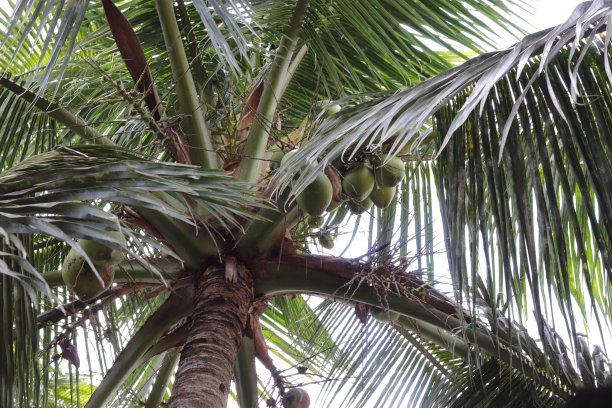 最长的树上有这么多绿椰子图片下载