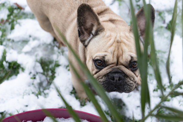 四条腿的朋友驯养动物一只顽皮的宠物法国斗牛犬在有雪的草地上玩耍图片下载