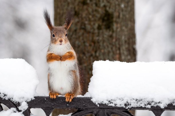 冬天。一只毛茸茸的松鼠的肖像与坚果在它的爪子。沙皇城市公园里的松鼠。冬天喂动物。图片下载