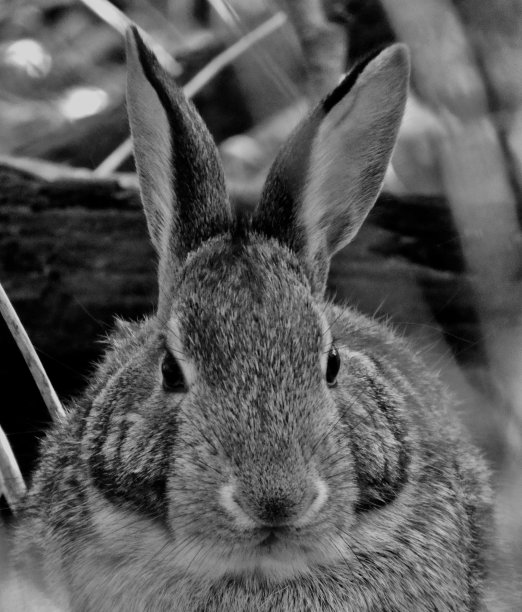 野生东部棉尾兔，躲在树林里  图像黑白图片下载