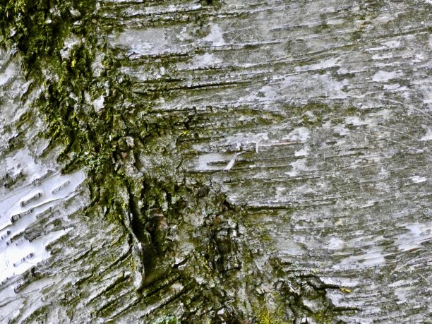 白桦树树皮纹理缝-全框架抽象图片下载