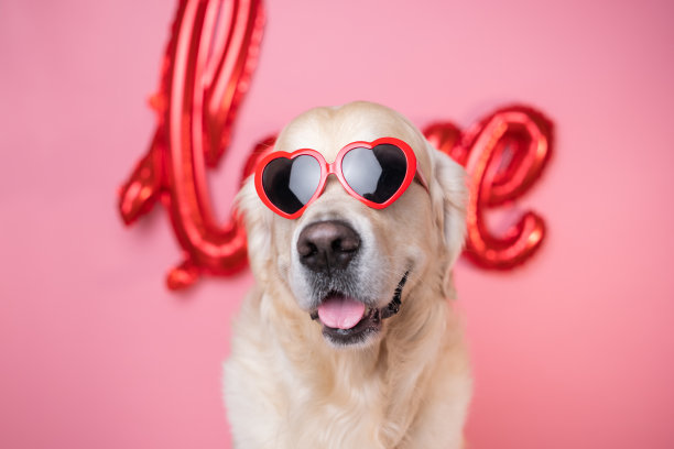 漂亮的狗在心形眼镜坐在粉红色的背景和一个红色的爱气球。情人节戴红眼镜的金毛猎犬图片下载