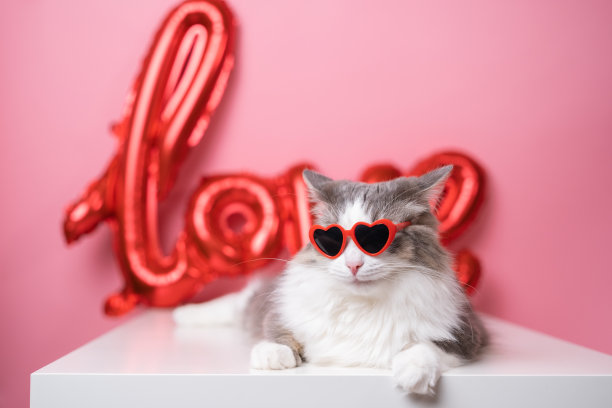 可爱有趣的猫在红色心形太阳镜坐在粉红色的背景和一个红色的爱气球。有猫和空白文字的明信片。概念情人节，婚礼，妇女节，生日图片下载
