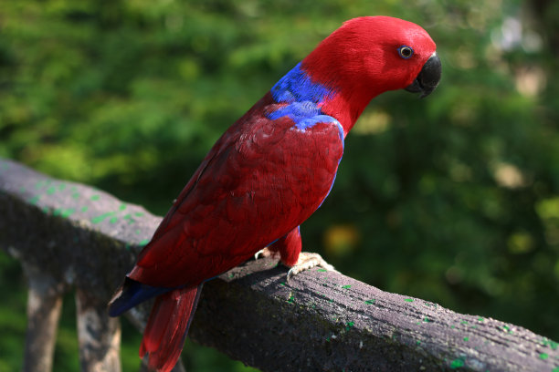 不拘一格的鹦鹉或马鲁古红鹦鹉。图片下载