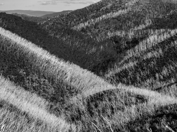 烧毁森林的再生图片下载