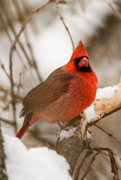 红衣主教图片下载