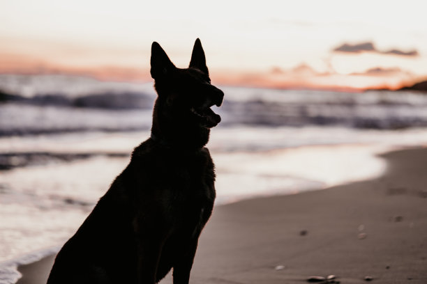 背光下的狗在海滩岸边玩耍。图片下载