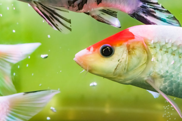 锦鲤在鱼缸里图片下载