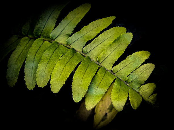 叶子背景与黑色边界图片下载