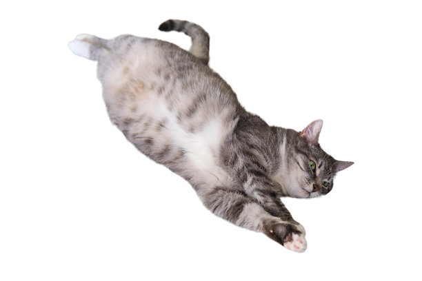 灰猫仰卧在床上，绿眼睛，女人拿着茶壶在白底上举行中国茶道图片下载