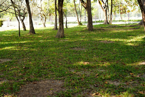 这张照片显示的是早晨一片绿色的草坪，成熟的树木在公园里一行行。图片下载