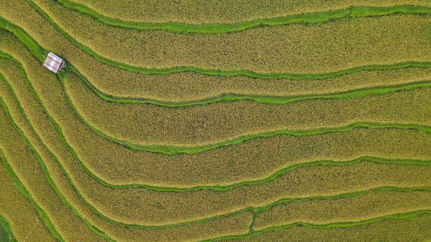 巴厘岛梯田稻田图片下载