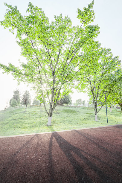 阳光下的树图片下载