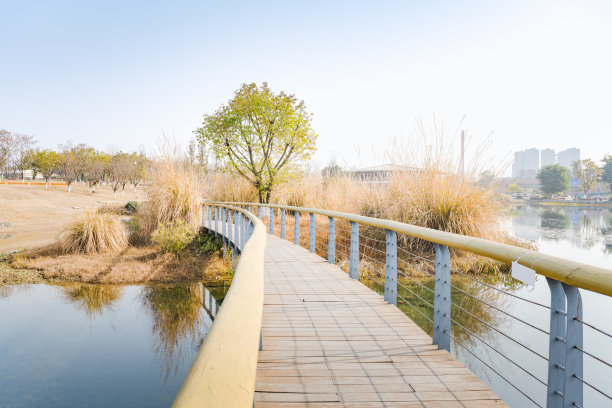 河边的树图片下载