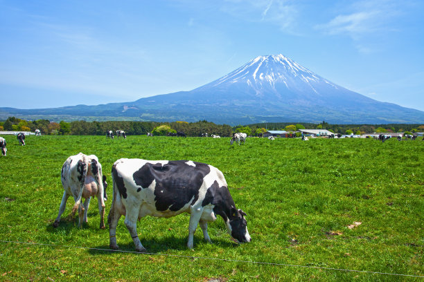 日本静冈县富士宫，以富士山为背景的浅尻高地农场的荷斯坦弗里斯牛图片下载