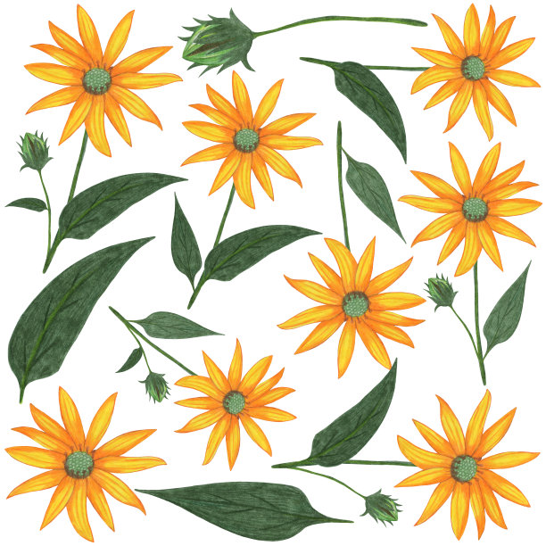 一套手绘黄花与绿色叶子隔离在白色背景。图片下载