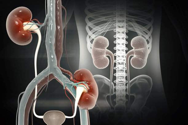 肾移植手术。三维演示图片下载