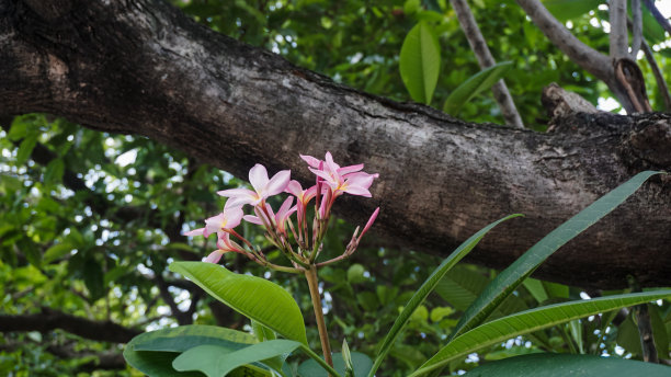 红色鸡蛋花与自然背景。图片下载