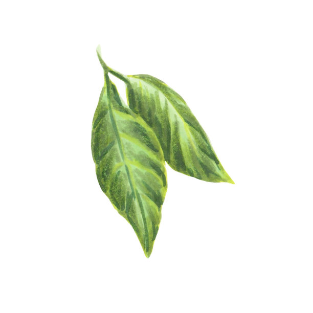 两片绿叶孤立在白色上，手绘标记插图图片下载
