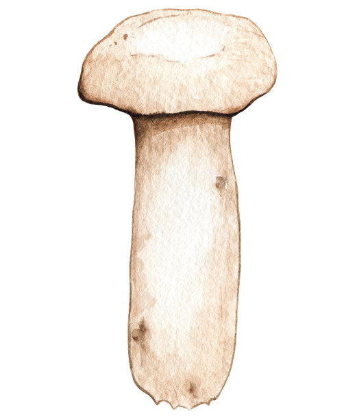 水彩蘑菇插图。森林秋天自然植物食物蔬菜图片下载