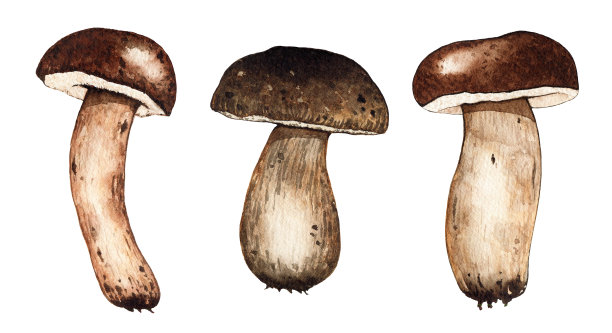 一套水彩牛肝菌插图。森林秋天自然植物食物蔬菜图片下载